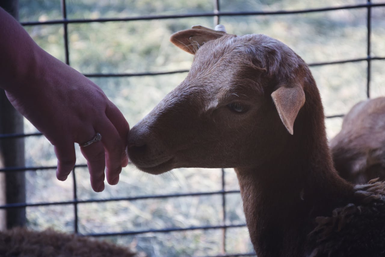 Kambing Aqiqah Pontianak